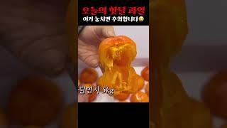 이게바로 노마진 오늘의 핫딜과일,이번거 놓치면 후회합니다