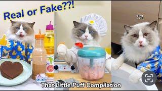 "Real or Fake" Compilation | That Little Puff