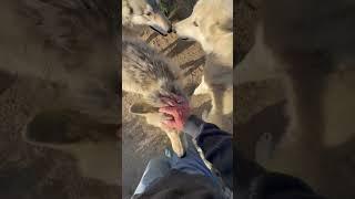 Saying Hello to Wolfdogs on a Monday Morning #shorts #shortsvideo #shortvideo #wolfdog