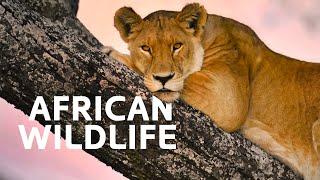 The Spectacular Wildlife Of East Africa | To The Ends Of The Earth