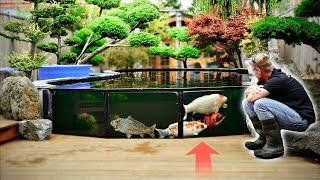 AMAZING 17,000 GALLONS KOI POND!! **JUMBO KOI**