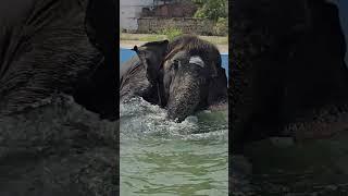 Sankarankovil Gomathi Elephant Bath in Swimming Pool | #tenkasiexpress  #elephant