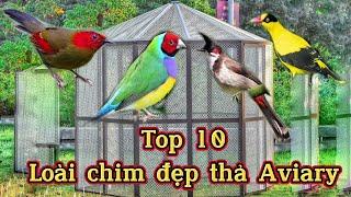 10 Loài chim siêu Đẹp & Hót hay nên thả AVIARY - Chuồng nuôi rộng lớn tại Việt Nam 2021 || Phần 1