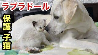 子猫と犬の再会、ラブラドールの優しさに胸が熱くなりました【保護野良猫】