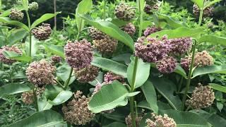 Learn to Grow: Common milkweed