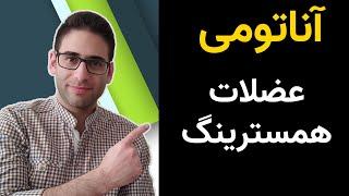 آناتومی عضلات همسترینگ ران