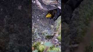 Hornet Nest Close Up