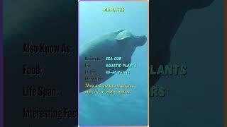 "Meet the Majestic Animals | Animal Name, Facts, and More | YouTube Shorts" #ZoomorphicBytes #ZB58