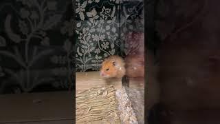 Hamster sniffing snack to see if it’s worth it | Sleepy