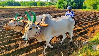 Antiquated method of plough by OX | Agriculture India