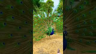 #Lovely #peacock