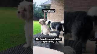Dogs are afraid of thunder#dog#funny#funnyanimals#funnypets#animals #pet #foryou #longervideos