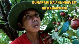 mangosteen harvest