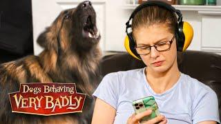 Dogs Behaving Very Badly: Series 4 - Episode 6 | Full Episode