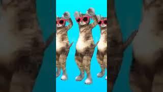 CAT DANCE #YOURBOYTEE