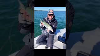 Tailor fishing #fishingvideo #fishing #boating #shorts