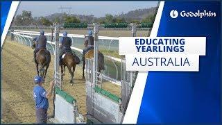 Educating yearlings in Australia
