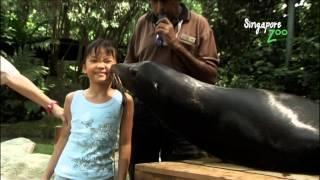 Tour du lich Singapore - Thăm quan Jurong Bird Park phần 8