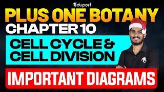 Plus One Botany Christmas Exam | 10. Cell Cycle and Cell Division | Important Diagrams | Eduport