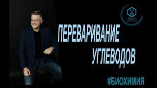 Биохимия: Переваривание углеводов