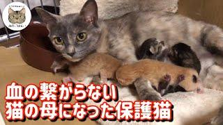 母猫と生き別れになった保護猫の世話をする猫