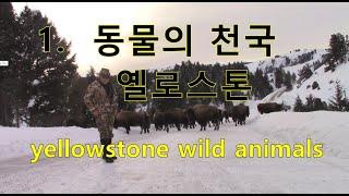 겨울의 옐로스톤 1편. yellowstone #1.