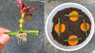 You will be surprised by how to propagate roses with carrots