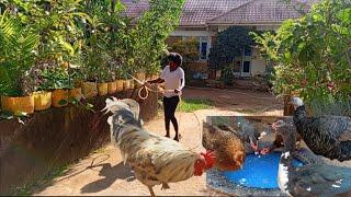 A Morning Routine In Our Small Backyard Farm.