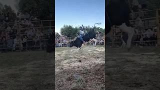 Bull Riding Duniya ka sabse Khatarnak game #games #news #animals #shortsfeed #shorts #youtubeshorts