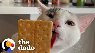 Cat Hates White Claw Cans But Loves Licking Graham Crackers | The Dodo