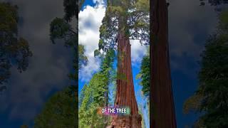 The Biggest Tree on Earth is Bigger Than Your Imagination