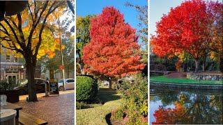 North Texans capture photos of beautiful fall foliage | NBCDFW