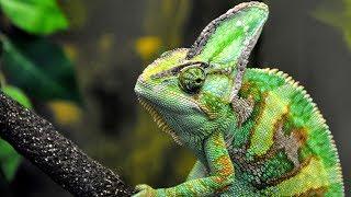 Chameleons for Children with Pronunciation (and with Photos)