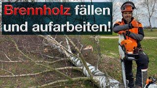 Brennholz, fällen, aufarbeiten, Meterholz machen, Schwachholz Birke - alles per Hand #brennholz