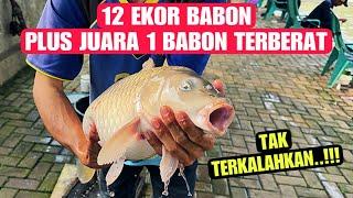 Ikan Babon Makan Telak Gak Takut Mocel | Juara 1 Lomba Mancing Ikan Mas