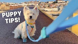 How I Taught My Puppy To Walk On Leash: Step-by-step Tutorial