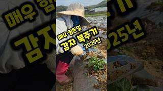 감자 북주기 흙올려주기 앉아서 하는일 정말 힘든일임  #shorts