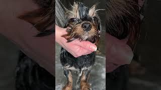 How to Groom a Yorkshire Terrier | Step-by-Step Tutorial for Perfect Yorkshire Terrier Cuts | GlamUp