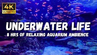 Underwater asmr Sounds: Dive Into Relaxation With Soothing Sounds in 4K