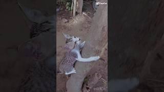 cat climbing on tree #shortvideo shorts#catmusic #shortsviral #trendingshorts #arijitsingh #cute