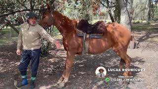 CABALLO ALAZAN MESTIZO NUEVO Y FUNCIONAL - $2.000.000 LOSEQUINOS.COM