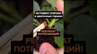 Вставляю спички в цветочные горшки, результат отличный #сад #дача #цветы