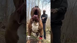 Top 2 Most Dangerous Dog Breed in The World Wide  #shorts #dog #dogs