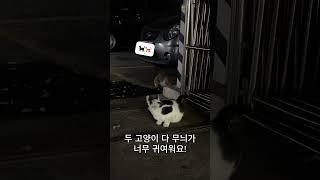 우리가 자주 산책을 가는 이유