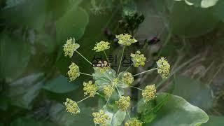 한국의멸종위기식물 1.2급--Korea's Endangered Plants Grade 1.2