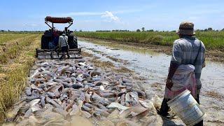 How to Fish During the Harvest Rice Season