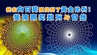 为什么向日葵里会出现斐波那契数列？神奇的黄金分割与自然