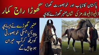 Pakistan's Rarest Horse Breed || Raaj Kumar Horse || Top Desi Horses Breed || WW Tent Pegging Farms