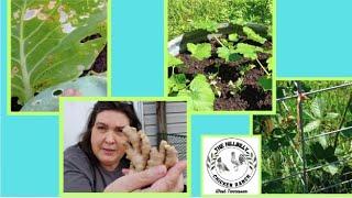 Garden Growth & a Pest! #gardentourclub #weirdcontainergrowing24 #storetogardengrow #growbig24