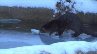 Otter at Play